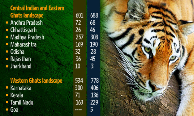 India’s tiger population sees 30% increase