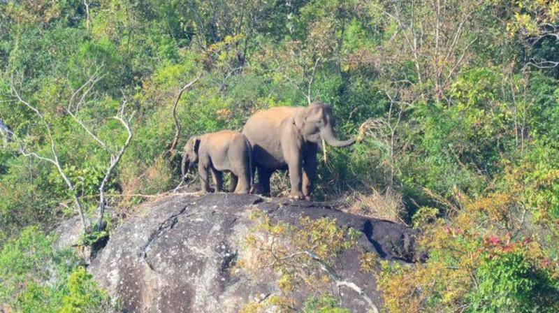 Wildlife sanctuary for Malappuram soon