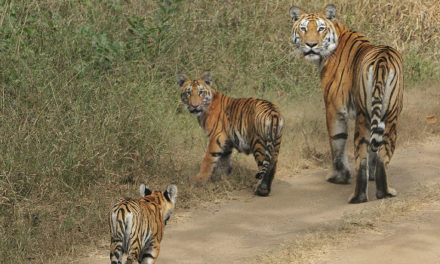 Pench National Park wildlife safari: Here are 5 reasons why you must visit Pench Tiger Reserve this summer