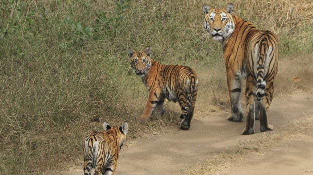 Pench National Park wildlife safari: Here are 5 reasons why you must visit Pench Tiger Reserve this summer