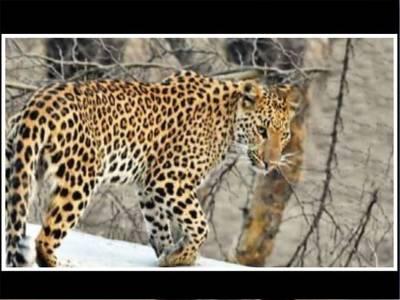 A first in world: Rajasthan to get leopard reserves