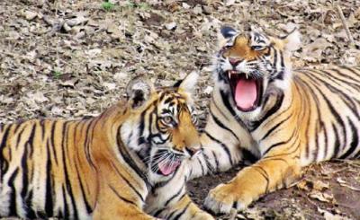 Ranthambore tops all tiger reserves in earnings