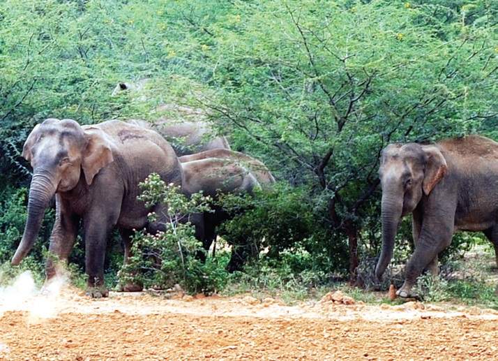 168 elephants sighted in Bhadra wildlife reserve during census