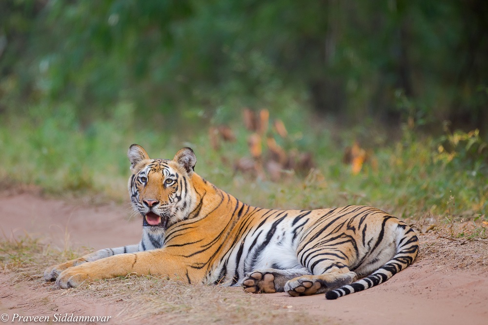 6 tiger reserves worth Rs 1.5 lakh crore, says valuation study