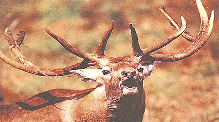 Vanishing Kashmir stag set to get breeding centre