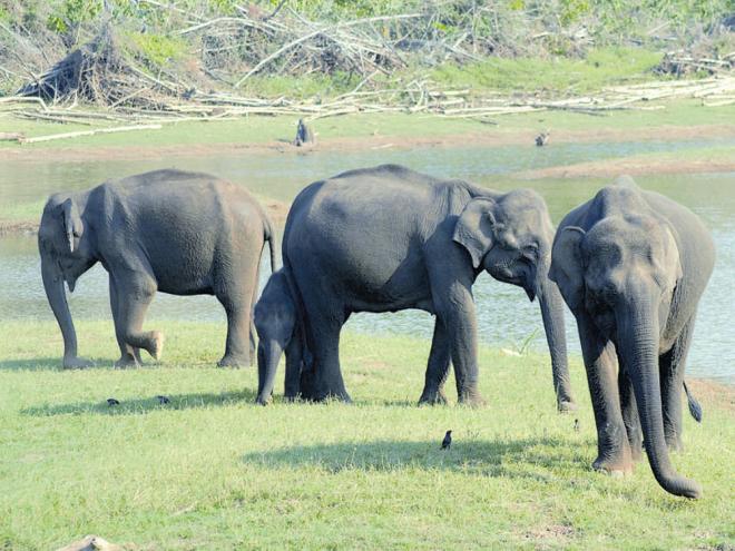 Elephant census from May 17, focus on conflict areas