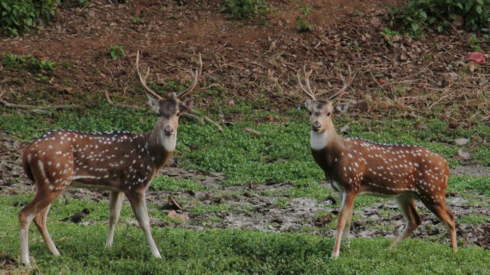 177 more spotted deer sighted this year in Mumbai’s Sanjay Gandhi National Park