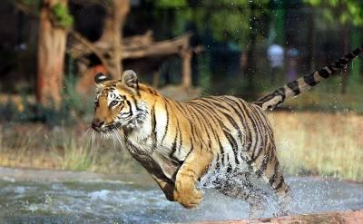 Tigers to roam in Mukundra National Park by December again