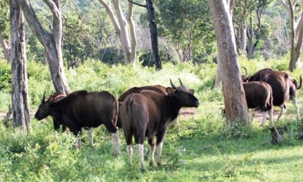 Talacauvery wildlife sanctuary is now an eco-sensitive zone: Centre