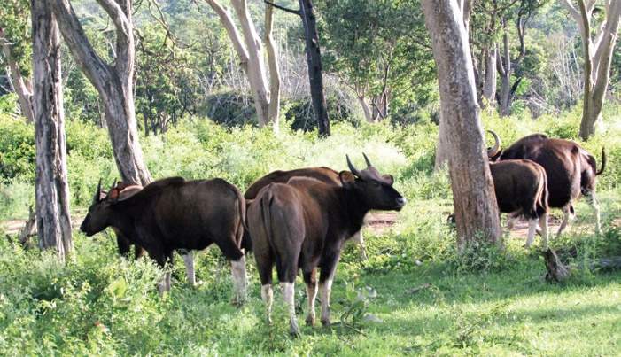 Talacauvery wildlife sanctuary is now an eco-sensitive zone: Centre