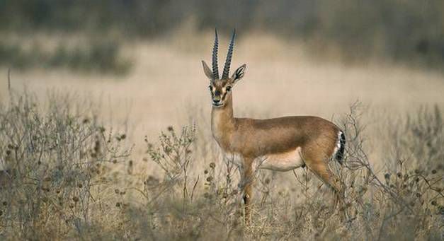 Ray of hope for Thar’s endangered wildlife