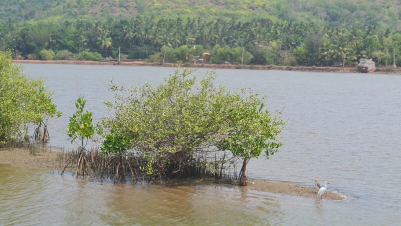 Mangroves, our natural coast guards
