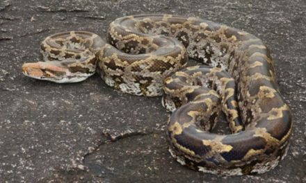 Rare 20-Foot-Long Indian Rock Python Has Been Rescued In Mount Abu, Safely Freed In The Nearby Forest