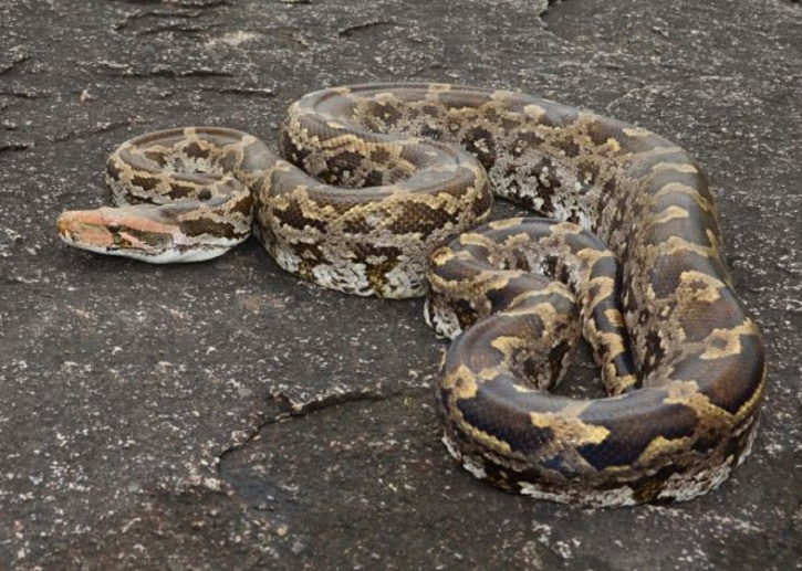 Rare 20-Foot-Long Indian Rock Python Has Been Rescued In Mount Abu, Safely Freed In The Nearby Forest