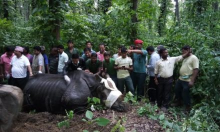 India and Nepal Get Together to Rescue Flood-Hit Rhinos