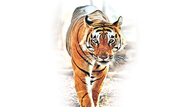 Save our tigers, Cambodia tells India