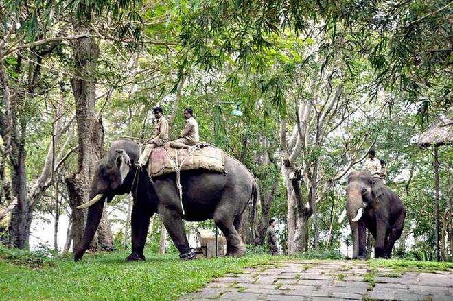 Tiger leaves resort, returns to forest