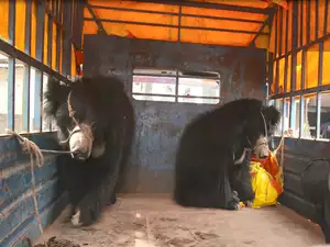 Nepal’s last known dancing bears rescued