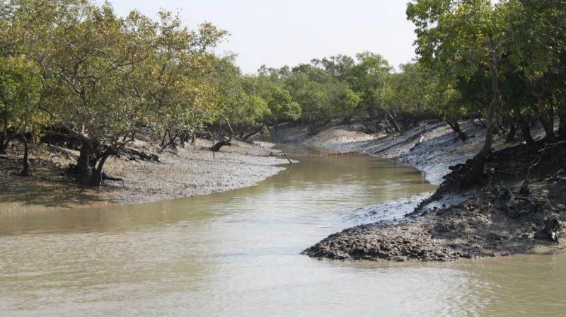 Two Sundarbans officials get green awards