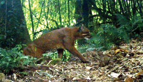 Rarely sighted Golden cat clicked in park cameras at Neora Park