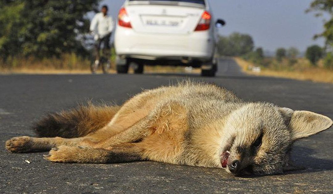 This new mobile app hopes to reduce wildlife deaths on India’s roads, railway tracks