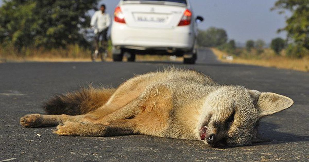 This new mobile app hopes to reduce wildlife deaths on India’s roads, railway tracks