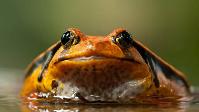 World Wildlife Fund inaugurates frog exhibition in Delhi