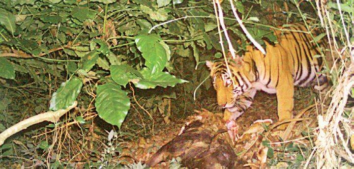 Camera-trap method for counting tigers takes off in Karnataka