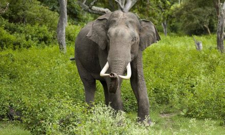 THIS INDIAN TEA PLANTATION WORKS IN HARMONY WITH THE ENVIRONMENT AND ELEPHANTS