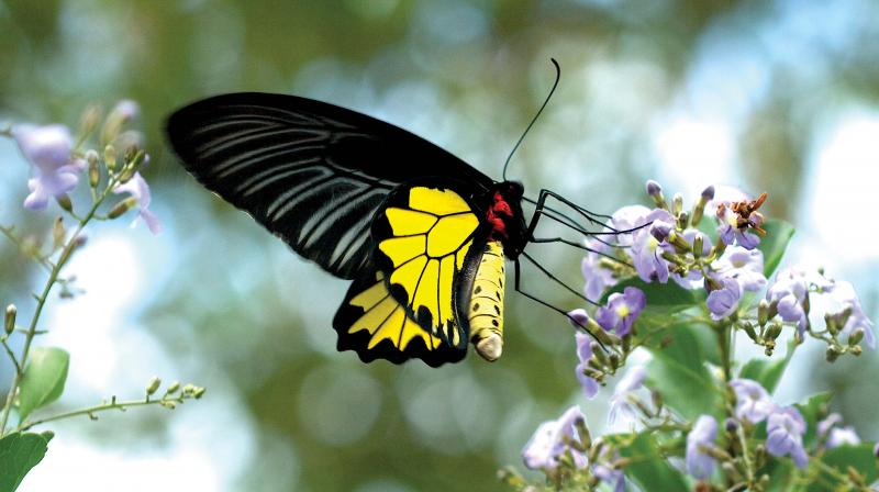 Seeing close: Winged beauties find Munnar home