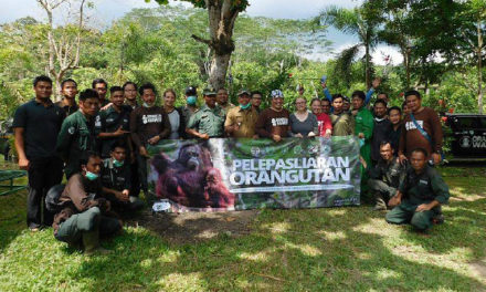 Orangutan Rehabilitation at Samboja Lestari Orangutan Project