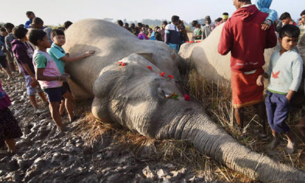 Assam – Man-Animal Conflict increases