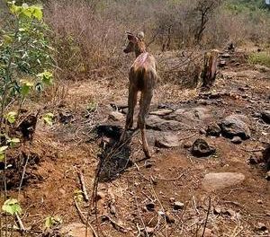 Deer to get access to drinking water 24×7 in Kondapalli forest