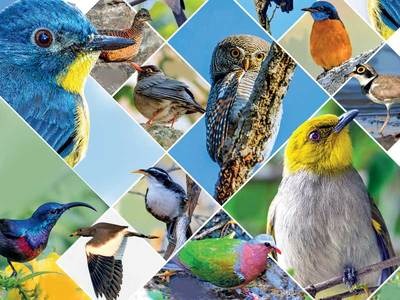 Tweet-tweet! 309 species of birds found in mana Telangana!