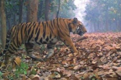 West Bengal: Camera traps big cat in Lalgarh forest