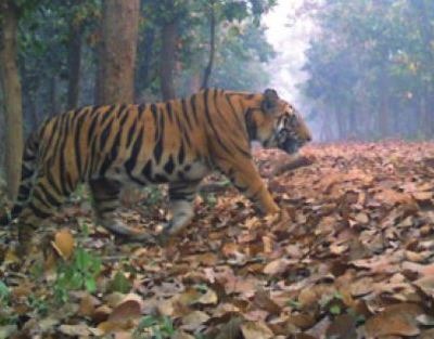 West Bengal: Camera traps big cat in Lalgarh forest