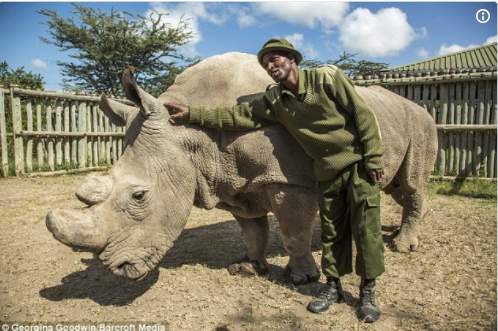 Will Sudan’s death lead to the extinction of the northern white rhino species?