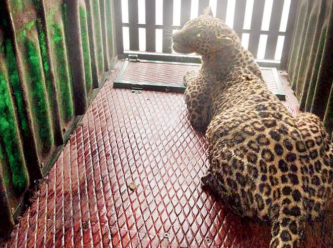 Leopard Enters Crowded Area Of Ulhasnagar, Gives Tough Time To Rescue Team