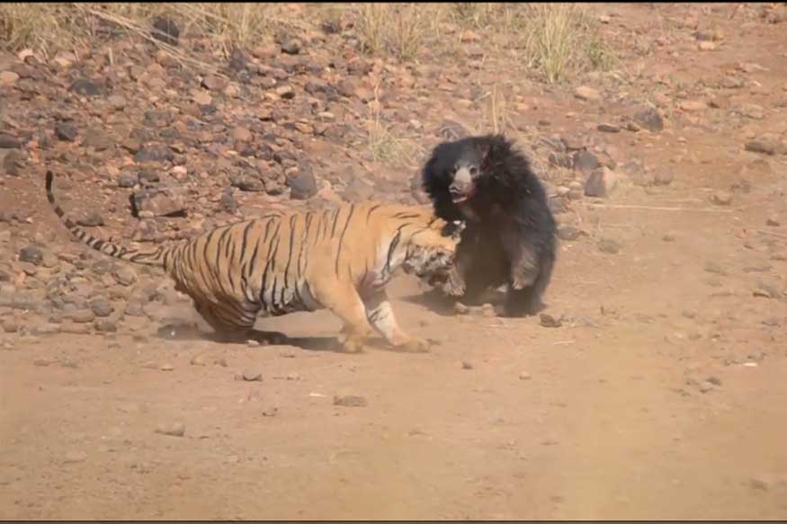 Rumble in the Jungle: Mother Bear Fights off Bengal Tiger