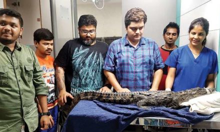 4.4-ft long crocodile rescued from drain in Mulund