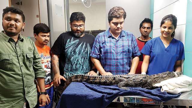 4.4-ft long crocodile rescued from drain in Mulund