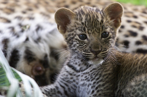 Mother missing, 2-mth-old leopard cub brought to Gorewada
