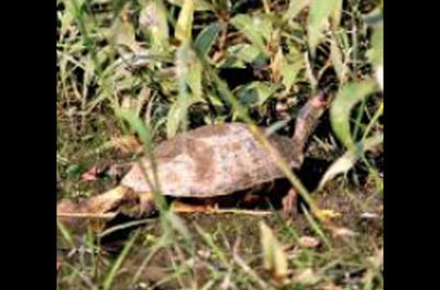 New breeding ground for roofed turtles in North Bengal