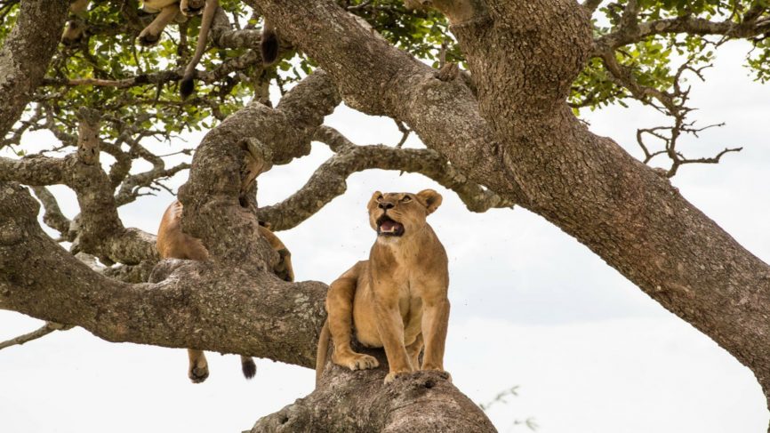 Meet the game-changing lionesses who rule Serengeti