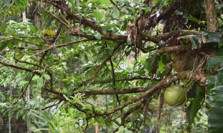 Sri Lanka’s Pitekele utilizes agroforestery to boost its biodiversity