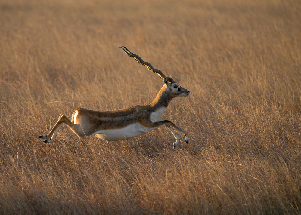 Blackbuck poaching cases in MP crawling since 1972