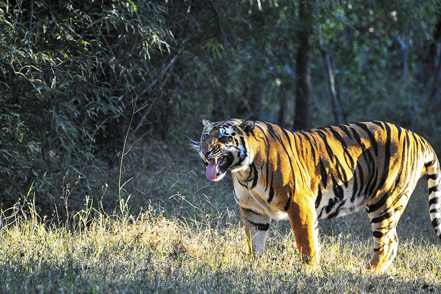 Forest personnel leave for Madhya Pradesh to study tiger behaviour