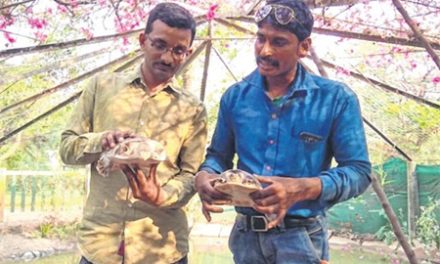 Indore: Students showcase good gesture, give turtles to local zoo