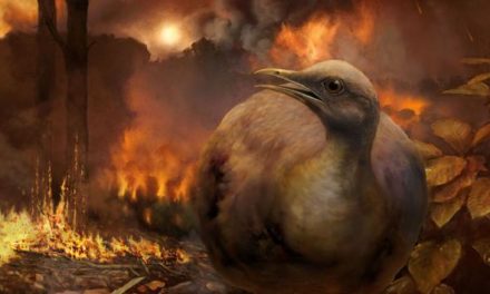How Did Dino-Era Birds Survive the Asteroid ‘Apocalypse’?