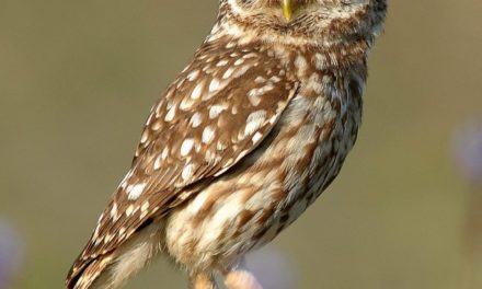 Cat lovers at Google are to blame for dwindling burrowing owl population, say wildlife activists